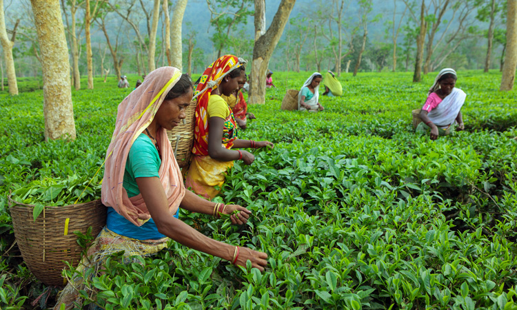 FAO calls for joint action to ensure sustainability of tea sector