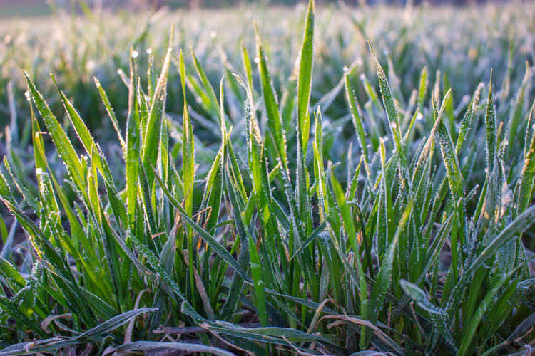 frost wheat terahertz imaging