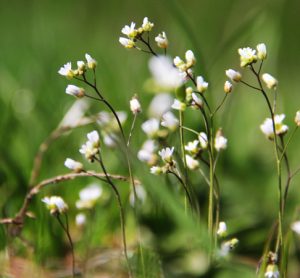 Biologists develop new defence in fight against crop infections