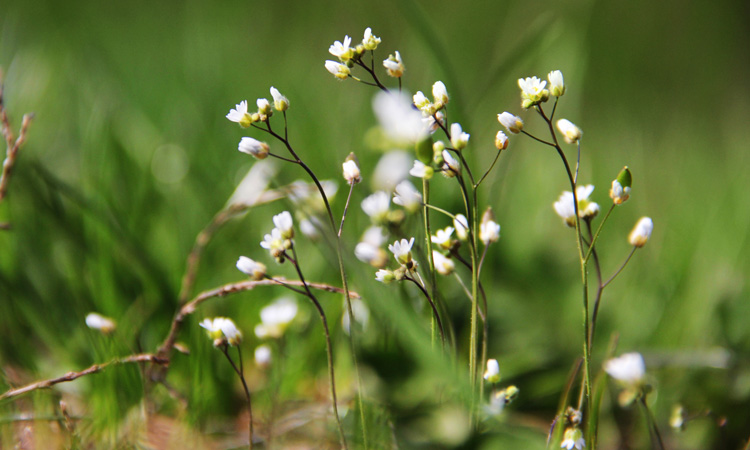 Biologists develop new defence in fight against crop infections