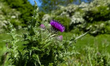 spiky weed