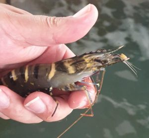 insecticides impact prawns