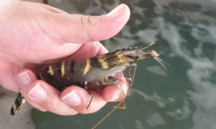 insecticides impact prawns