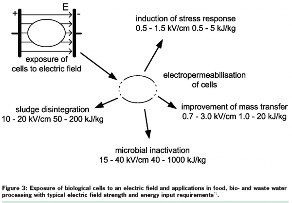 toepfl figure 3