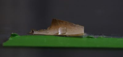 University of Maine scientists develop plastic-free packaging using mushroom mycelium