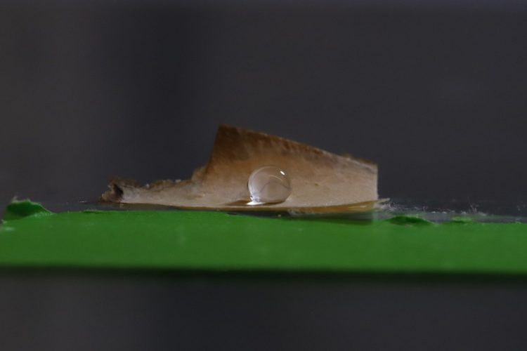 University of Maine scientists develop plastic-free packaging using mushroom mycelium