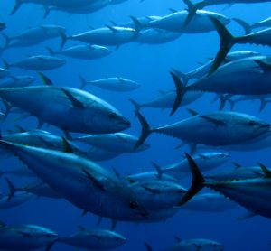 Ecuador adopts National Tuna Action Plan