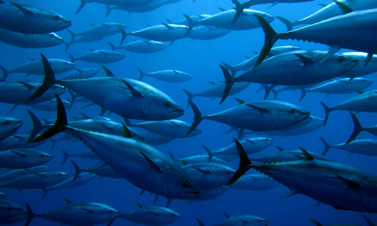 Ecuador adopts National Tuna Action Plan