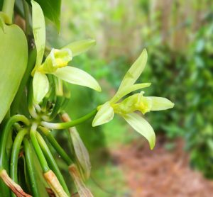 vanilla-farming-prova-barry-callebaut