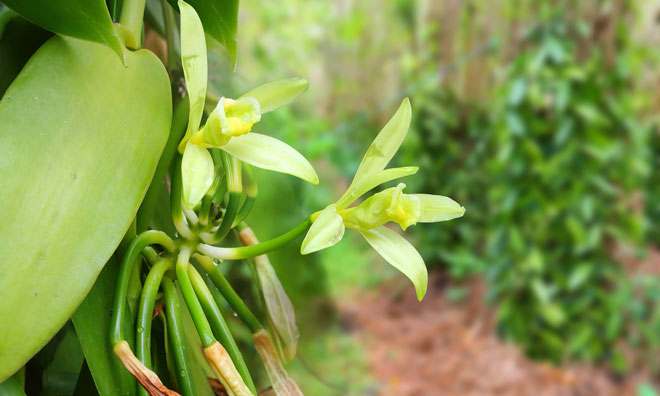 vanilla-farming-prova-barry-callebaut