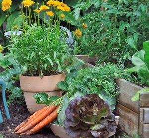 growing your own food could be key to improvng food security