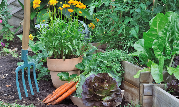 growing your own food could be key to improvng food security