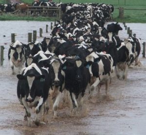 Victorian flood dairy cows