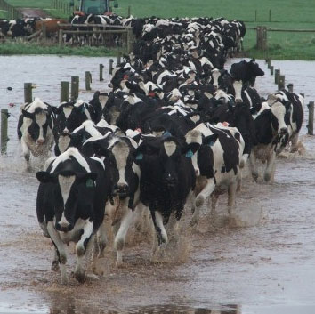 Victorian flood dairy cows