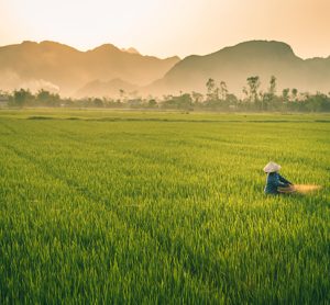 Vietnamese rice farm
