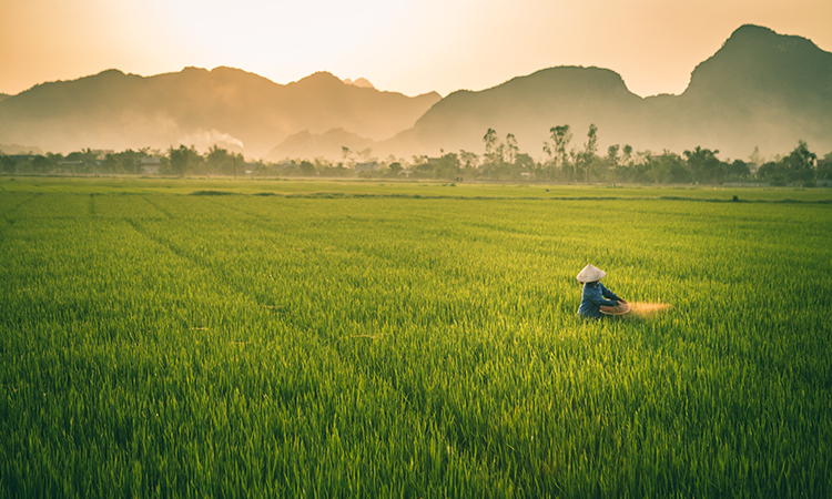 Ferme de riz vietnamienne