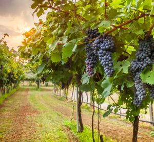 vineyard grapes