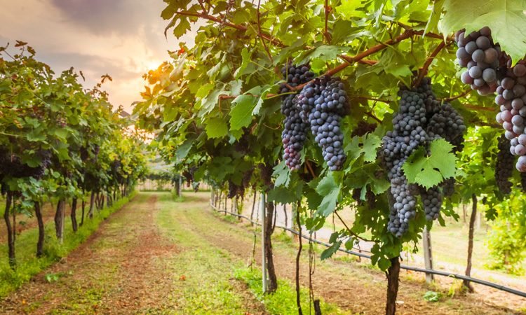 vineyard grapes