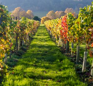 Climate change could create opportunities for UK viticulture