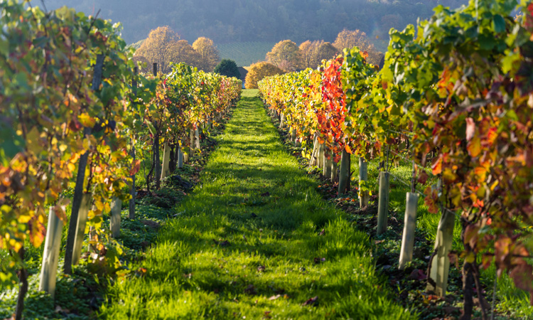 Climate change could create opportunities for UK viticulture