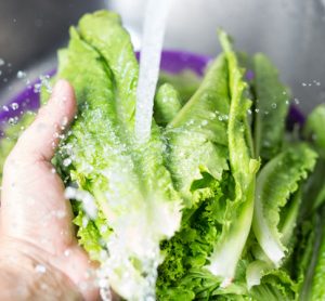 Salmonella strains evade plant defences, posing food safety risk