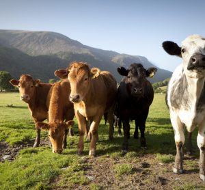 What does Welsh agriculture look like post-Brexit?