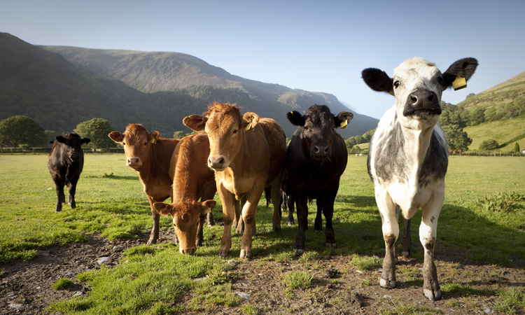 What does Welsh agriculture look like post-Brexit?