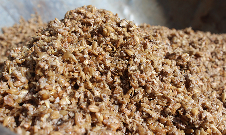 wet spent malt grains brewing