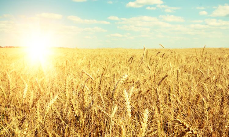 wheat genome