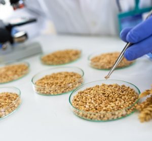 Gene responsible for lutein esterification in bread wheat identified