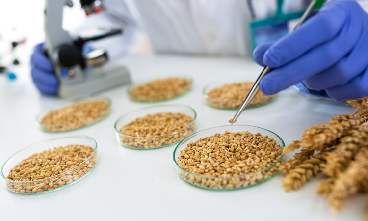 Gene responsible for lutein esterification in bread wheat identified