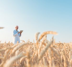 Portable DNA sequencer “quickly and accurately” diagnoses wheat viruses