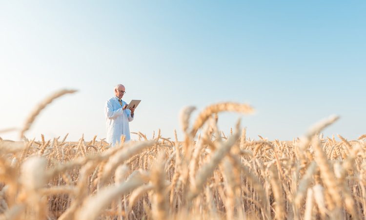 Portable DNA sequencer “quickly and accurately” diagnoses wheat viruses