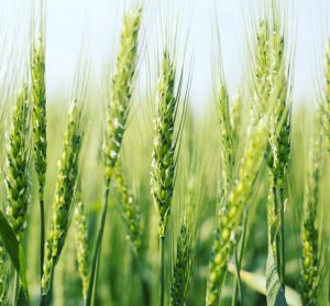 USDA-ARS scientists find new tool to combat major wheat disease