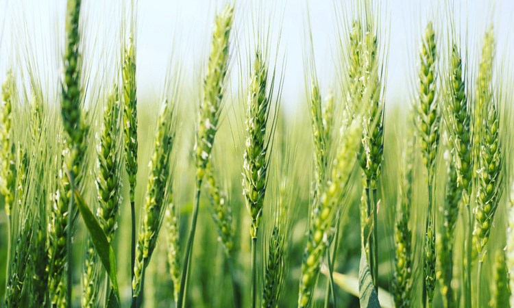 USDA-ARS scientists find new tool to combat major wheat disease