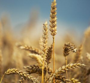 Study reveals why wheat and gluten sensitivities/allergies are becoming more common