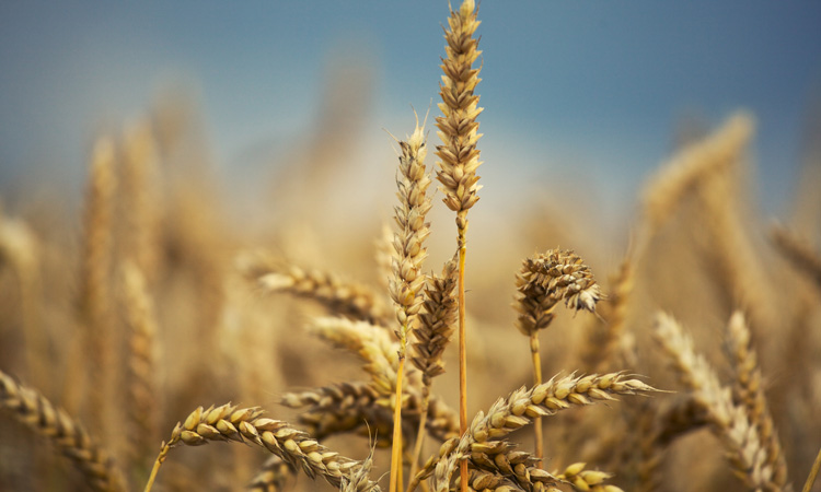 Study reveals why wheat and gluten sensitivities/allergies are becoming more common