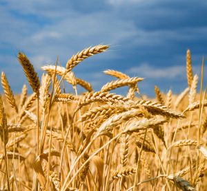 Krefeld to produce wheat