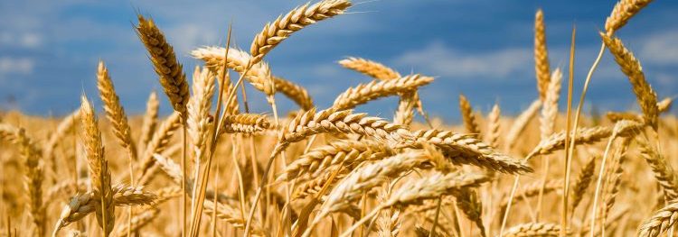 Krefeld to produce wheat