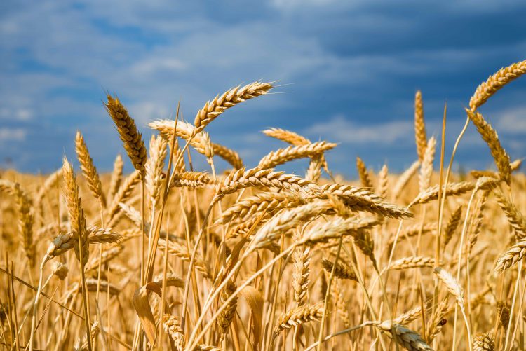 Krefeld to produce wheat