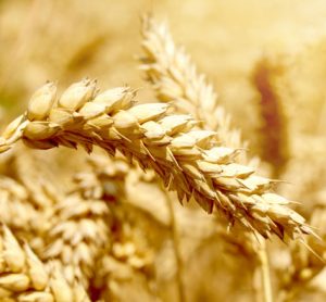 wheat-crop-science