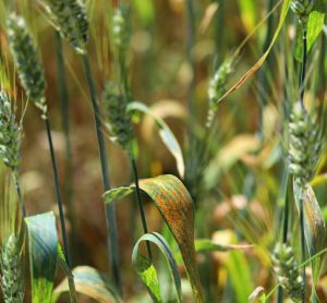 Origin of deadly wheat pathogen discovered