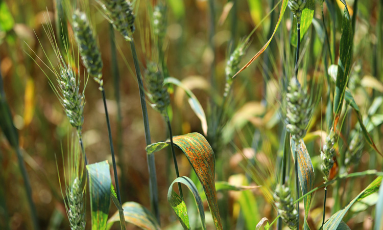 Origin of deadly wheat pathogen discovered
