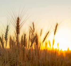 Scientists take a step closer to producing heat-tolerant wheat