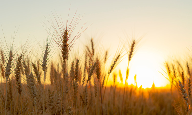 Scientists take a step closer to producing heat-tolerant wheat