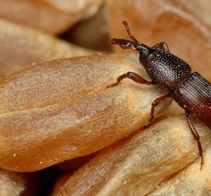 wheat weevils are a dangerous pest
