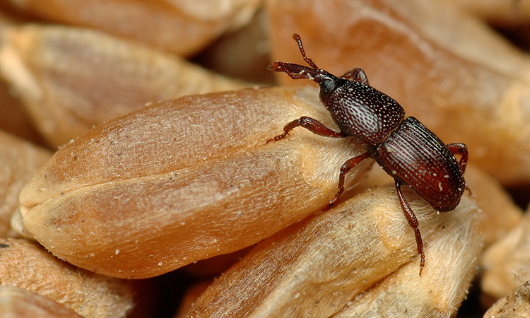 wheat weevils are a dangerous pest