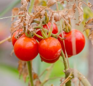 Wild tomato pathogen resistance has industry implications, study suggests