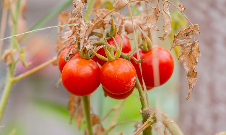 Wild tomato pathogen resistance has industry implications, study suggests