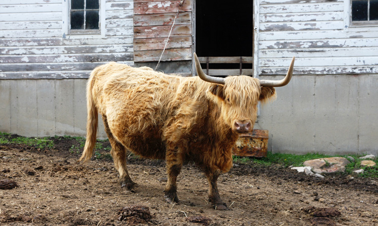 FSIS proposes regulation amendment to define yak as exotic animal